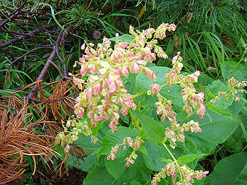 dsc03814_thumb.jpg