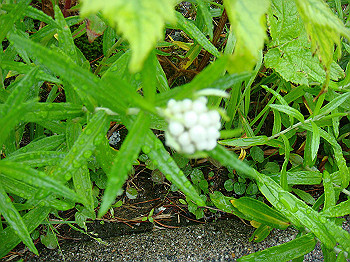 dsc03818_thumb.jpg