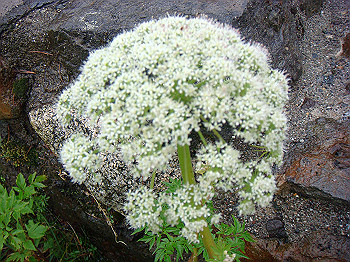 dsc03822_thumb.jpg