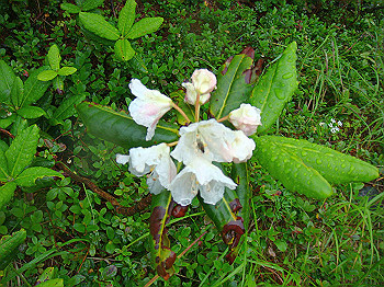 dsc03892_thumb.jpg