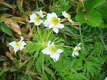 dsc03911_thumb.jpg