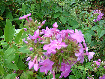 dsc04061_thumb.jpg