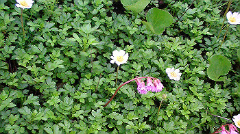 pic_0064_thumb.jpg