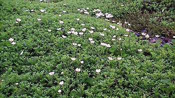 pic_0065_thumb.jpg