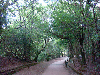 dsc04316_thumb.jpg
