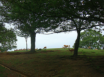 dsc04317_thumb.jpg