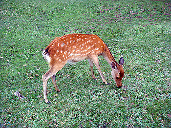 dsc04334_thumb.jpg