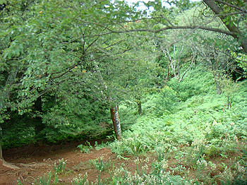 dsc04348_thumb.jpg