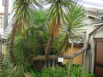dsc04395_thumb.jpg