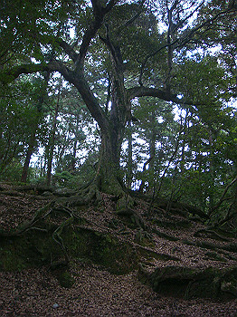 dsc04405_thumb.jpg