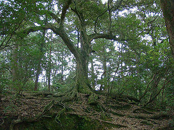 dsc04406_thumb.jpg