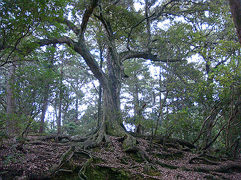 dsc04407_thumb.jpg