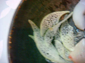 dsc04547_thumb.jpg