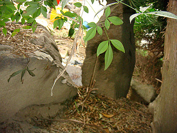 dsc04733_thumb.jpg