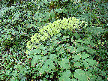 20100917223_thumb.jpg