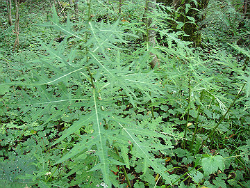 20100917226_thumb.jpg