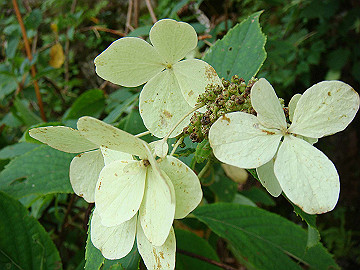 20100917231_thumb.jpg