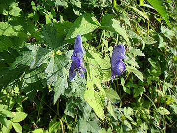 20100917342_thumb.jpg