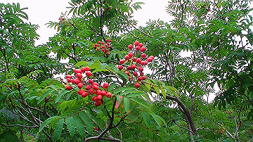 20100917440_thumb.jpg