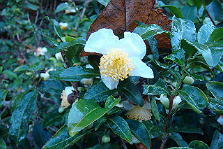 dsc05810_thumb.jpg