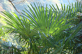 dsc05835_thumb.jpg