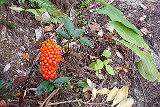 dsc05854_thumb.jpg