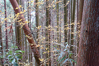dsc05857_thumb.jpg