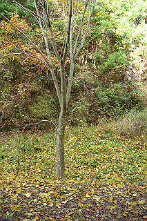 dsc05862_thumb.jpg