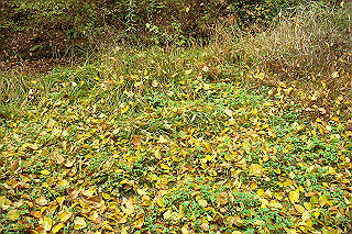 dsc05870_thumb.jpg