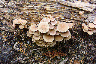 dsc05875_thumb.jpg