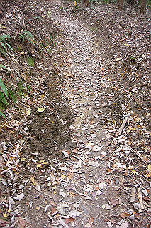 dsc05900_thumb.jpg