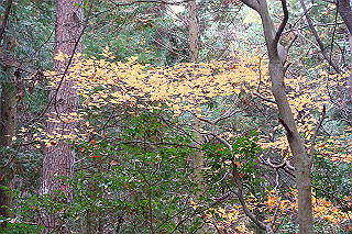 dsc05903_thumb.jpg