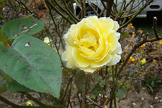 dsc05937_thumb.jpg