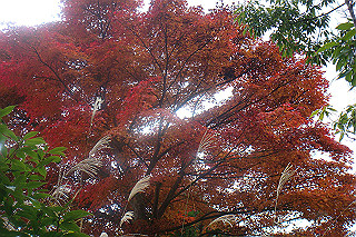 dsc05939_thumb.jpg