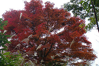 dsc05941_thumb.jpg