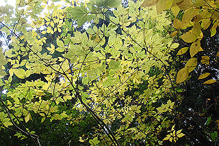 dsc05949_thumb.jpg