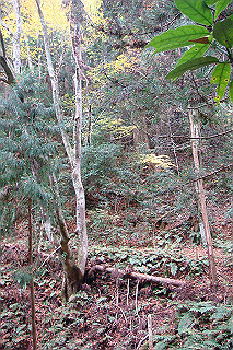 dsc05954_thumb.jpg