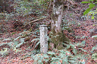 dsc05956_thumb.jpg