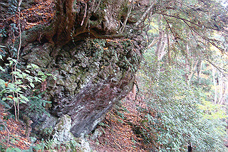 dsc05961_thumb.jpg