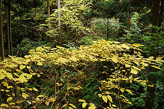dsc05962_thumb.jpg