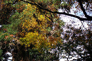dsc05977_thumb.jpg