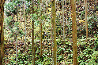 dsc05982_thumb.jpg
