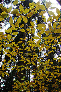 dsc05986_thumb.jpg