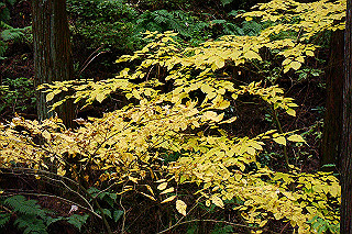 dsc05988_thumb.jpg
