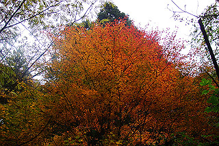 dsc06021_thumb.jpg
