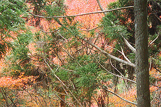 dsc06027_thumb.jpg
