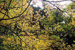 dsc06031_thumb.jpg