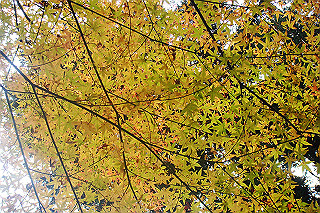 dsc06032_thumb.jpg