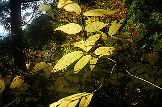 dsc06061_thumb.jpg