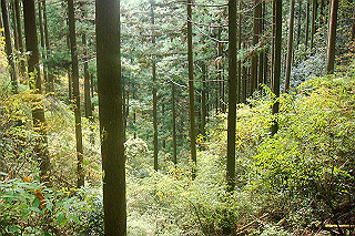 dsc06067_thumb.jpg